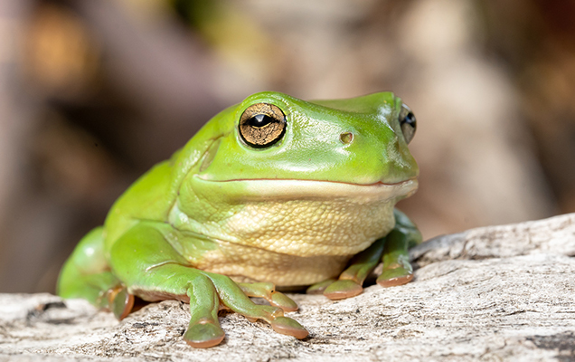 large frog on a branch